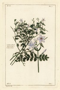 Echter Jasmin, Jasminum officinale, Linn von the Younger Dupin