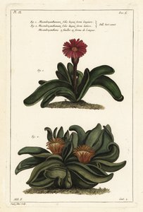 Elchhornpflanze, Rhombophyllum dolabriforme (Hackblattige Feigenmargerite, Mesembryanthemum dolabriforme)
