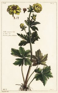 Trollblume, Trollius europaeus, Linn