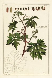 Blätter und knospende Trauben an einer Weinrebe, Vitis vinifera