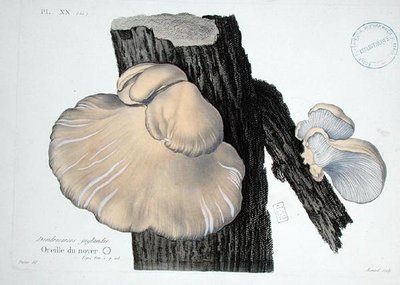Dendrosarcos juglandis, Platte 20 aus 