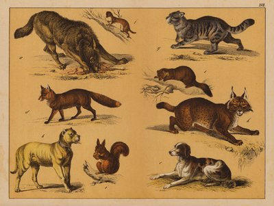Tiere von (after) German School