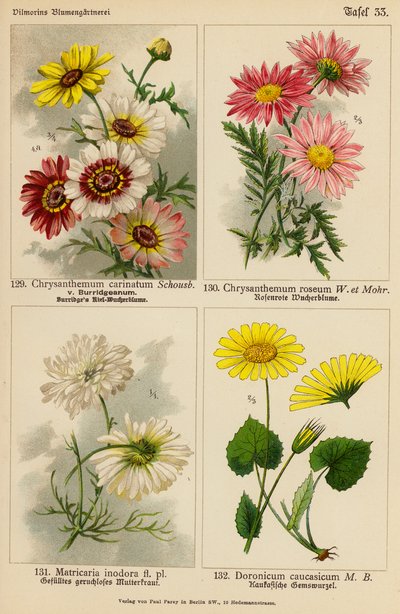 Chrysanthemum Carinatum, Chrysanthemum Roseum, Matricaria Inodora, Doronicum Caucasicum (Farblithografie) von (after) German School
