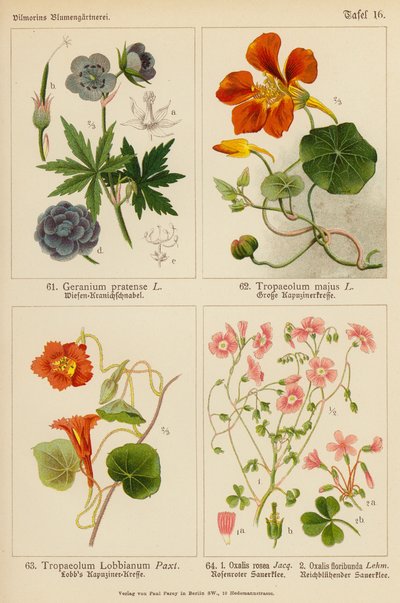 Geranium Pratense, Tropaeolum Majus, Tropaeolum Lobbianum, Oxalis Rosea, Oxalis Floribunda von (after) German School