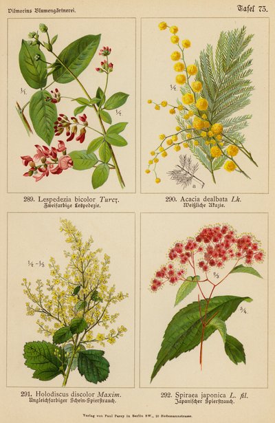 Lespedezia Bicolor, Acacia Dealbata, Holodiscus Discolor, Spiraea Japonica von (after) German School