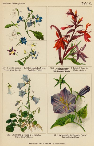Lobelia Erinus, Bolelia Pulchella, Lobelia Fulgens, Lobelia Hybrida, Campanula Pusilla, Campanula Turbinata von (after) German School