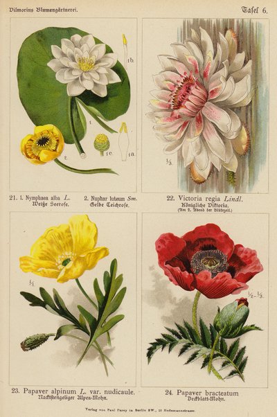 Nymphaea Alba, Nuphar Luteum, Victoria Regia, Papaver Alpinum, Papaver Bracteatum von (after) German School