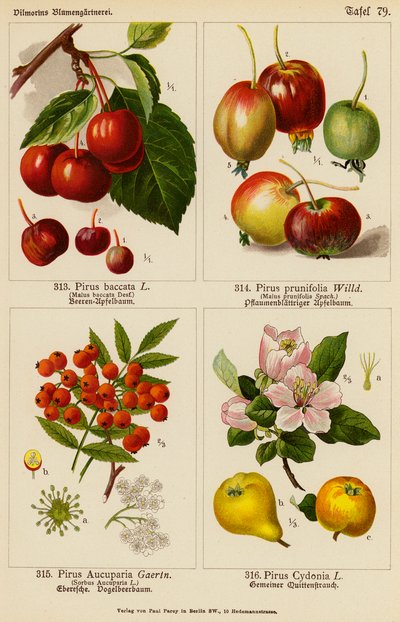 Pirus Baccata, Pirus Prunifolia, Pirus Aucuparia, Pirus Cydonia (Farblithografie) von (after) German School