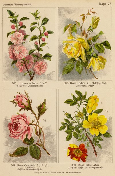 Prunus Triloba, Rosa Indica, Rosa Centifolia, Rosa Lutea von (after) German School