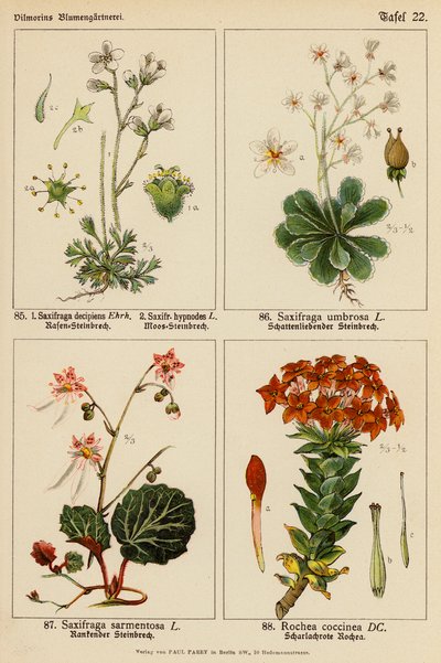 Saxifraga Decipiens, Saxifraga Hypnodes, Saxifraga Umbrosa, Saxifraga Sarmentosa, Rochea Coccinea von (after) German School