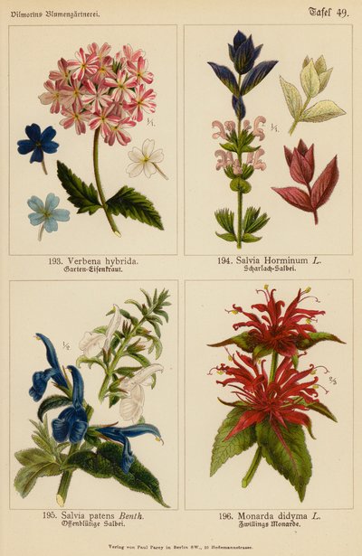 Verbena Hybrida, Salvia Horminum, Salvia Patens, Monarda Didyma von (after) German School