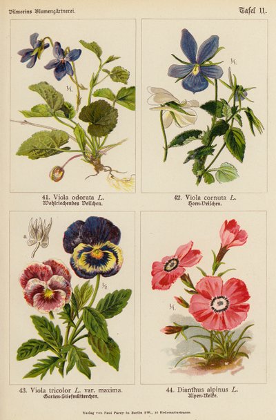 Viola Odorata, Viola Cornuta, Viola Tricolor, Dianthus Alpinus (Farblithografie) von (after) German School