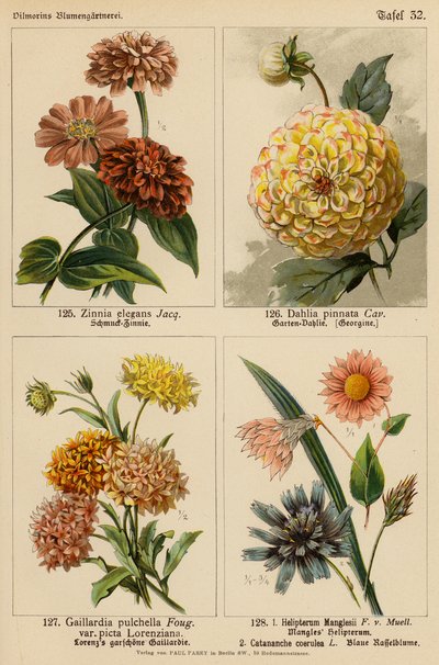 Zinnia Elegans, Dahlia Pinnata, Gaillardia Pulchella, Helipterum Manglesii, Catananche Coerulea von (after) German School