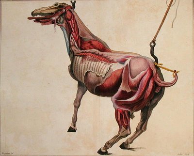 Abgezogener Pferd, aus 