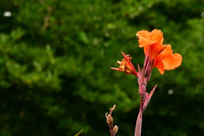 Gefangene Rosen vor weichem natürlichem und künstlerischem Hintergrund von Albert Mansour