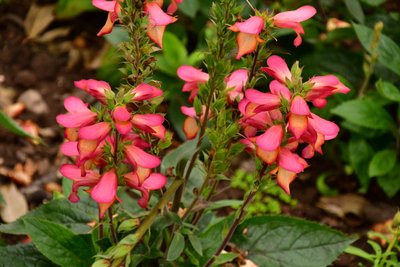 Gefangene Rosen vor weichem natürlichem und künstlerischem Hintergrund von Albert Mansour