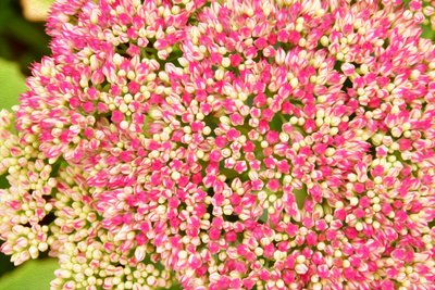 Blumenfeinmalerei im Ölmalstil von Albert Mansour