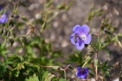 Blumenbild in Ölmalerei-Stil von Albert Mansour