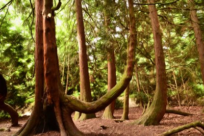 Naturwald in Ölmalerei-Stil von Albert Mansour