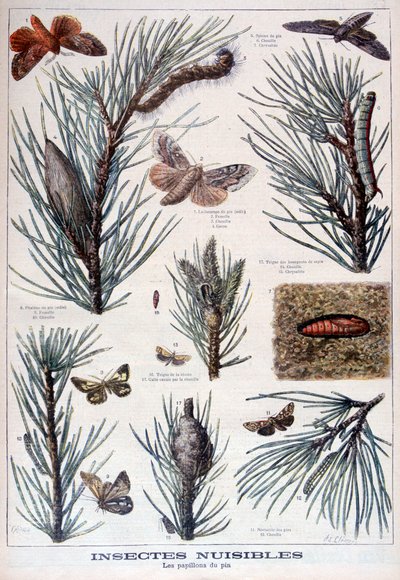 Schädliche Insekten: Schmetterlinge und Motten, die Kiefern schädigen, 1897 von A Clement