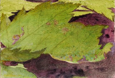 Heterocampa Biundata, Walker, Studie für das Buch Tarnfärbung im Tierreich von Abbott Handerson Thayer