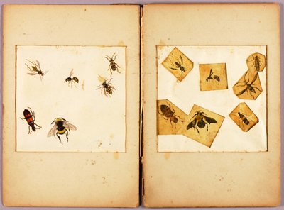 INSEKTEN--Farbig (Beste Hummeln...), Studienmappe für das Buch Concealing Coloration in the Animal Kingdom von Abbott Handerson Thayer