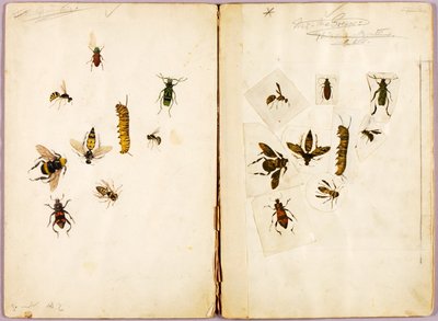 Insekten--Farbig, Studienmappe für das Buch Concealing Coloration in the Animal Kingdom von Abbott Handerson Thayer