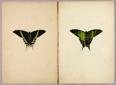 Urania-Falter, Studienmappe für das Buch Verbergende Färbung im Tierreich von Abbott Handerson Thayer