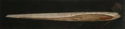Innere Anatomie des Bandfisches, Cullercoats von Abraham Bruiningh van Worrell