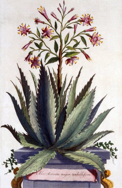Aloe Serrata major umbellifera, aus 