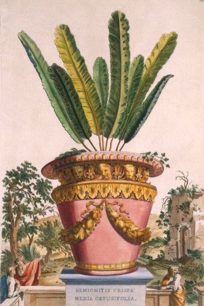 Hemionitis Crispa Media Obtusifolia, aus 