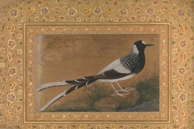 Gefleckter Forktail, Folio aus dem Shah Jahan Album, recto: ca. 1610-15, verso ca. 1540 von Abu al Hasan