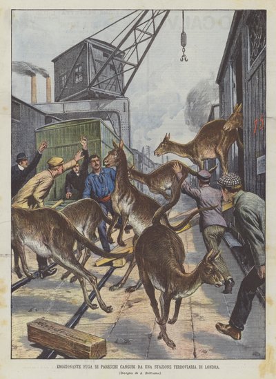 Spannende Flucht mehrerer Kängurus von einem Bahnhof in London von Achille Beltrame