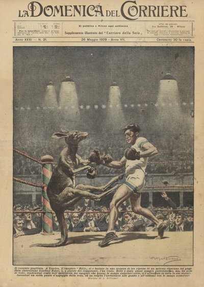 Der boxende Känguru von Achille Beltrame