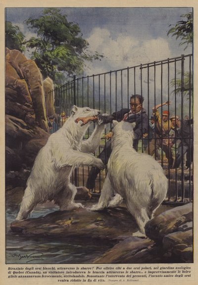Von Eisbären durch die Gitterstäbe zerrissen! von Achille Beltrame