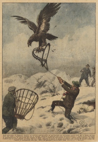 In den Bergen von Coggiola (Biella) konnte ein junger Mann einen wunderschönen Steinadler in einer Falle fangen von Achille Beltrame
