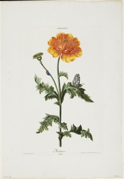 Papauer I. 106. Morpheus, aus Hortus Nitidissimis, 1773 von Adam Louis Wirsing