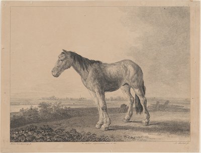 Pferd steht auf einem Feld im Profil nach links von Adam von Bartsch