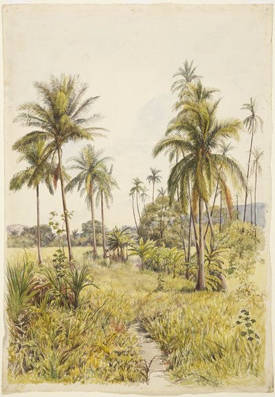 Palmen, Colima von Adela Breton