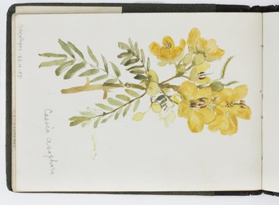Skizzenbuch mit Aquarellen, Zeichnungen und Notizen, Mexiko, 1896-1898 von Adela Breton