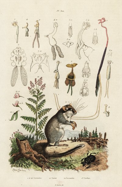 Siebenschläfer, Ruderfußkrebse und Käfer (Stich) von Adolph (after) Fries