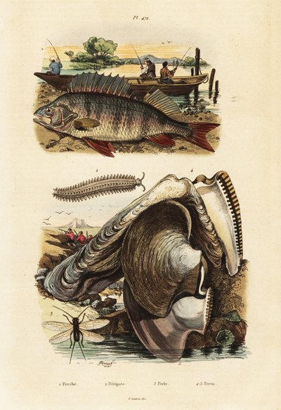Flussbarsch, Perlenauster, Samtwurm und Florfliege (Stich) von Adolph (after) Fries