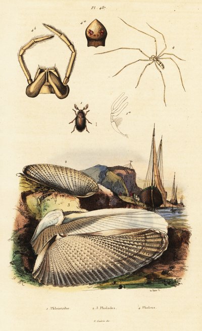 Bohrmuschel, Muschel, Käfer und Spinne von Adolph (after) Fries