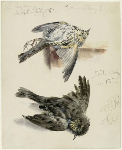 Toter Krammetsvogel in zwei Ansichten von Adolph Menzel