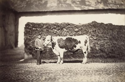 [Preisgekrönter Stier] von Adolphe Braun