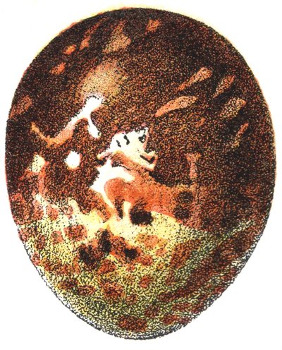 Ei eines Wespenbussards (Pernis apivorus), 1923 von Adolphe Philippe Millot
