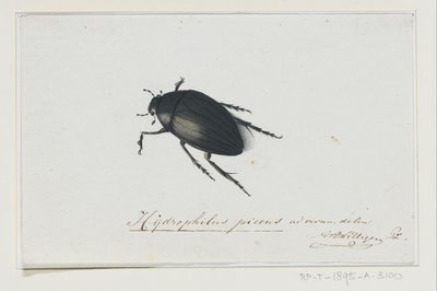 Schwarzer Wasserkäfer von Adriaan van der Willigen