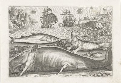 Ein Häring, ein Seelöwe und ein Wal am Strand von Adriaen Collaert