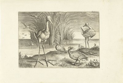 Einige Wasservögel an einem Ufer von Adriaen Collaert