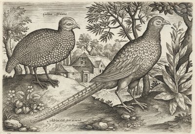 Perlhuhn und Fasan von Adriaen Collaert